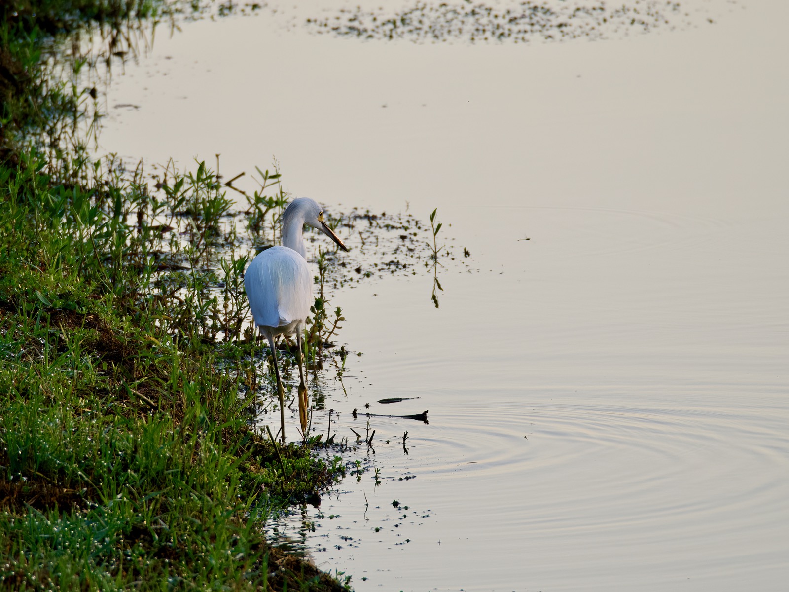 Snowy egret wading at the edge of a pond in dim early morning light.