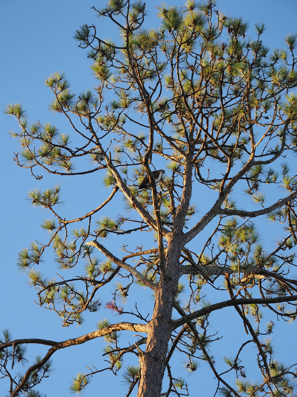 Medium telephoto image of an osprey perched in a pine tree, taken from below 