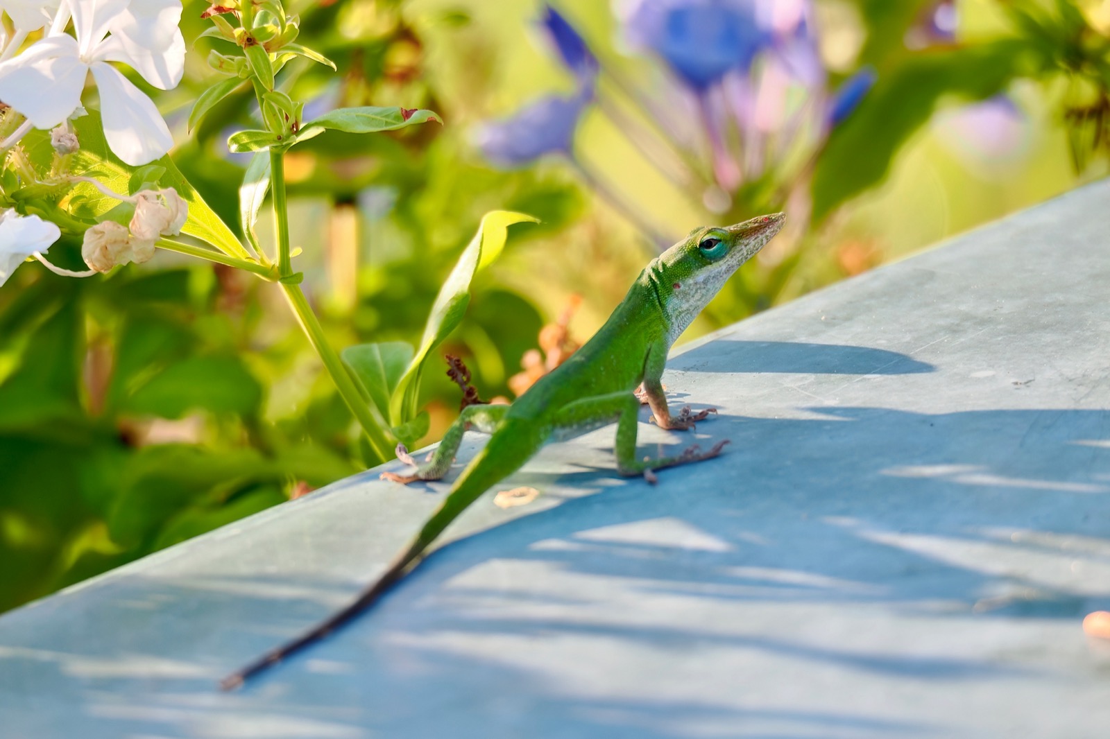 Telephoto closeup of a green anole