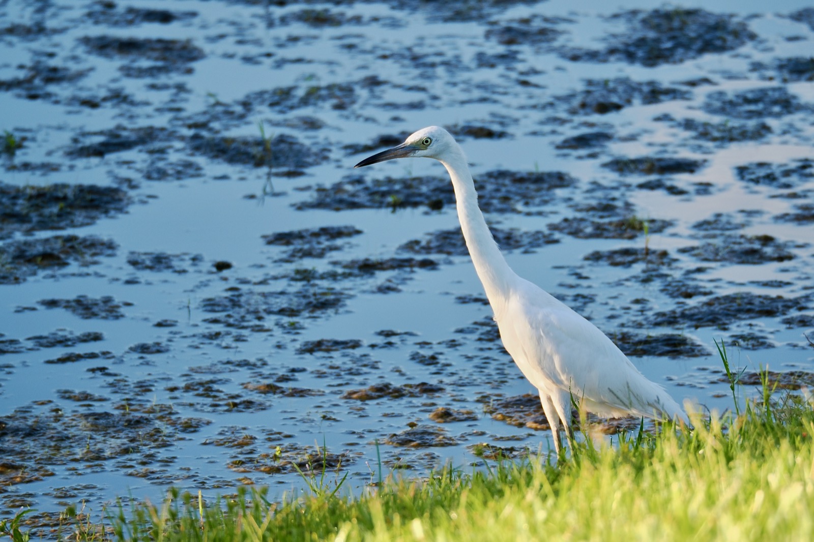 Telephoto closeup of a white egret wading at the edge of a retention pond (Unremarkable)