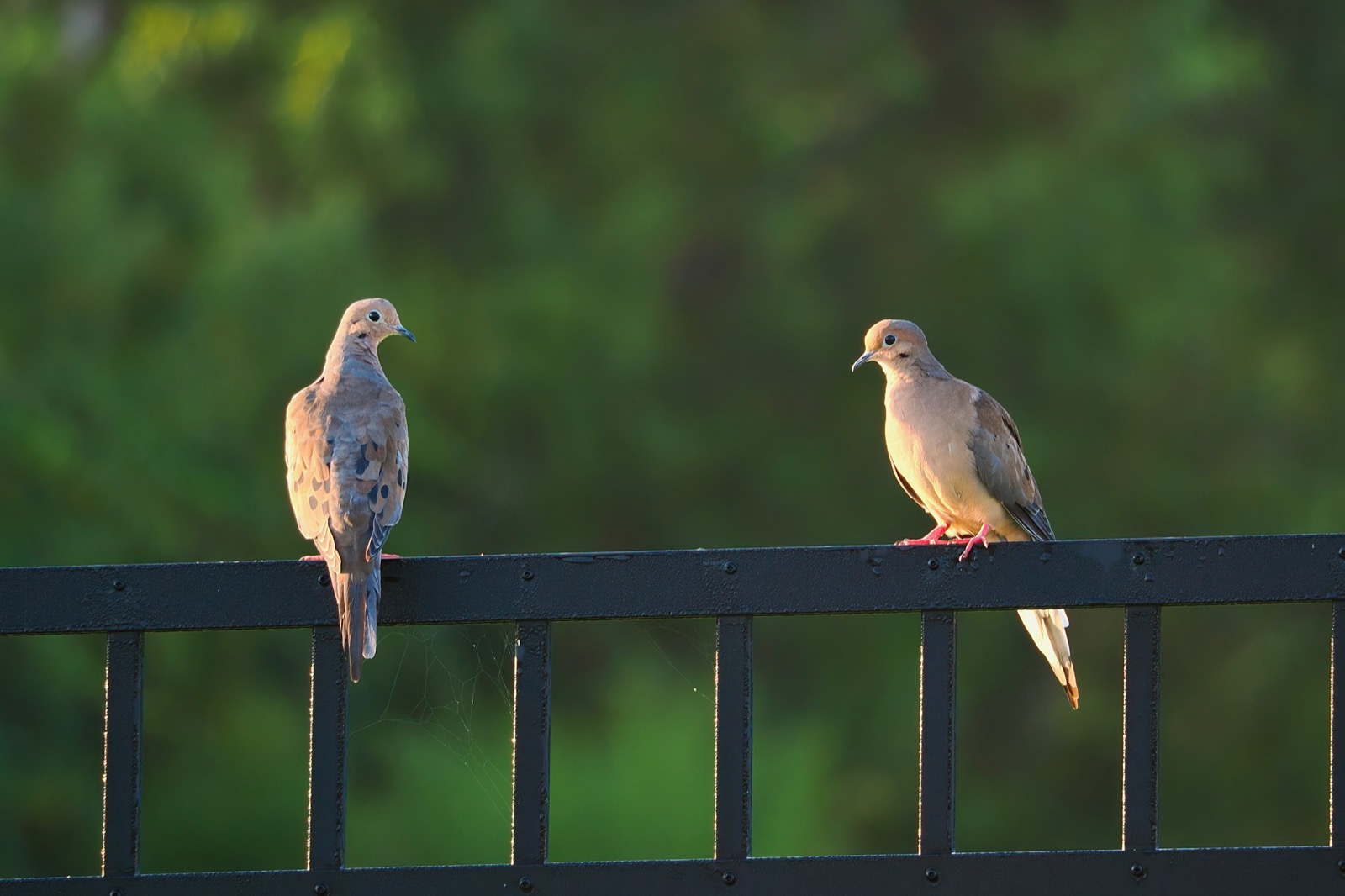 Pair of mourning doves perched on a metal fence in morning light