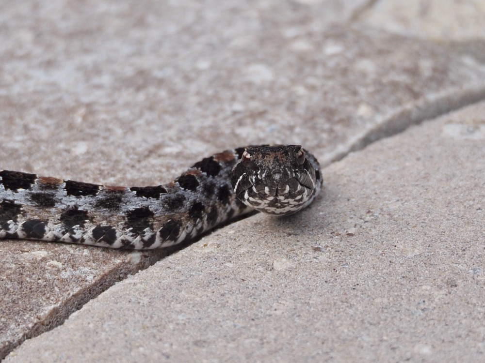 Telephoto closeup of a pygmy rattler's head on a paver patio