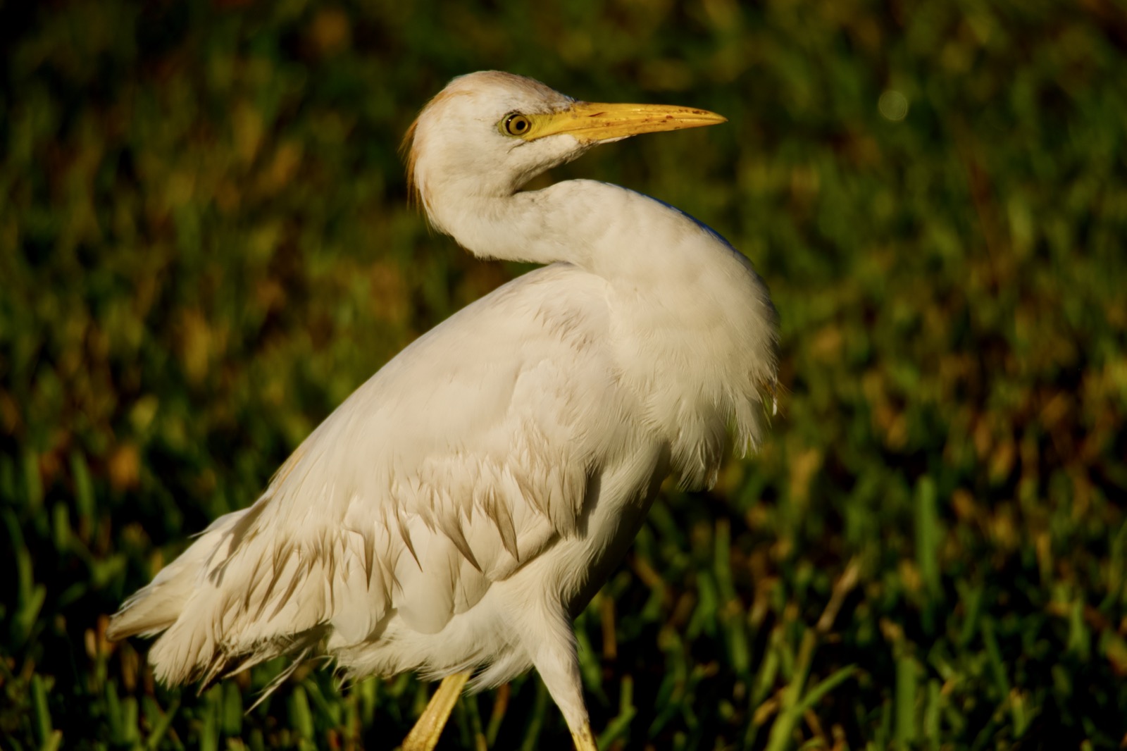 Telephoto closeup of a cattle egret