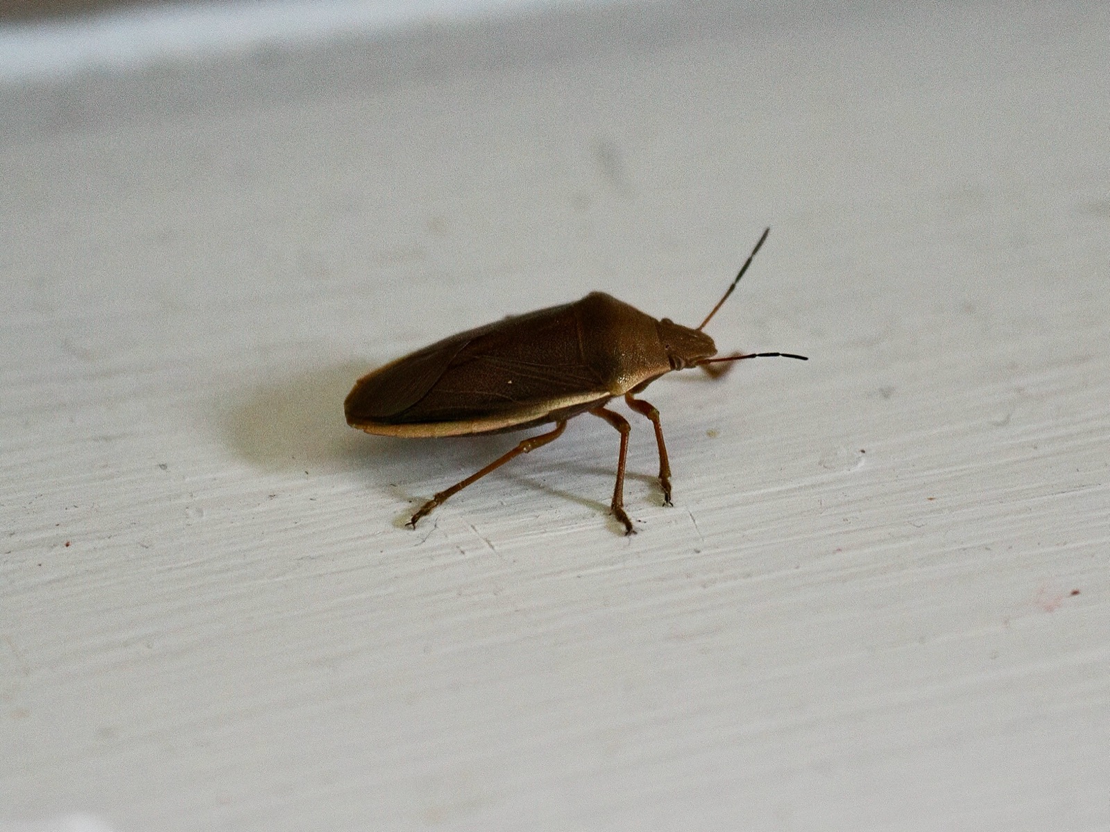 Shield bug that startled me this morning. Not very efficient fliers.