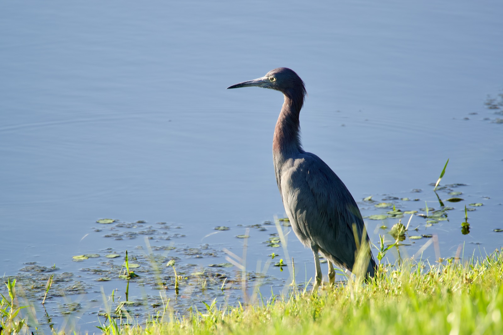 Closeup of a little blue heron standing at the edge of a pond.