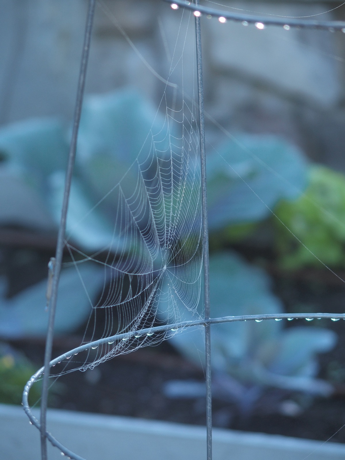 Photo of a spider web in a tomato plant frame.