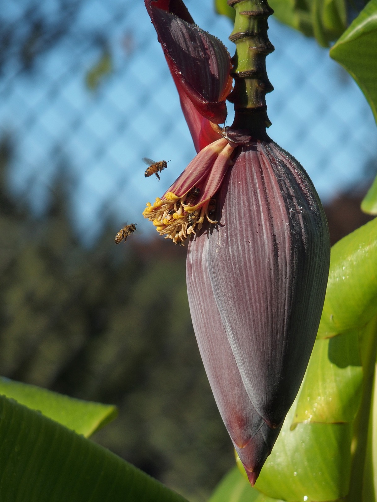 Two bees in flight polinating a large banana plant blossom.