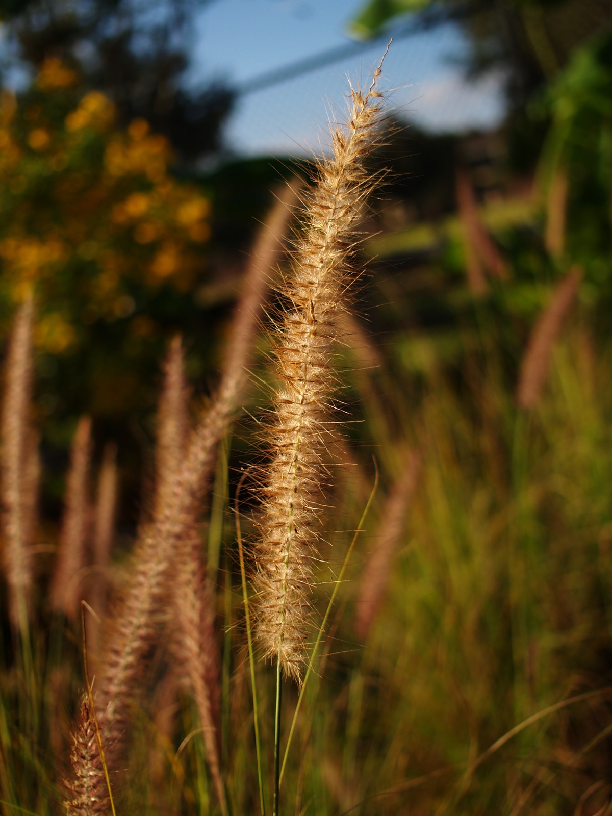 Closeup photo of the seed pod of an ornamental grass