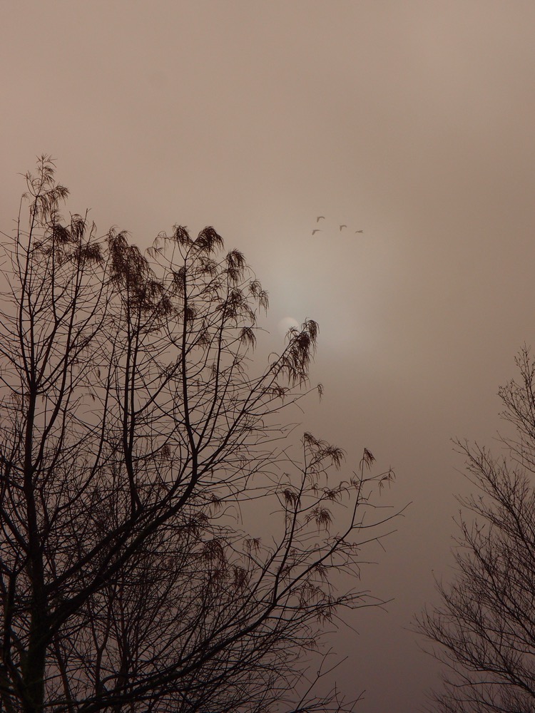 Branches of a Bald Cypress silhouetted against a dim sun in fog. The shapes of four birds flying above it.