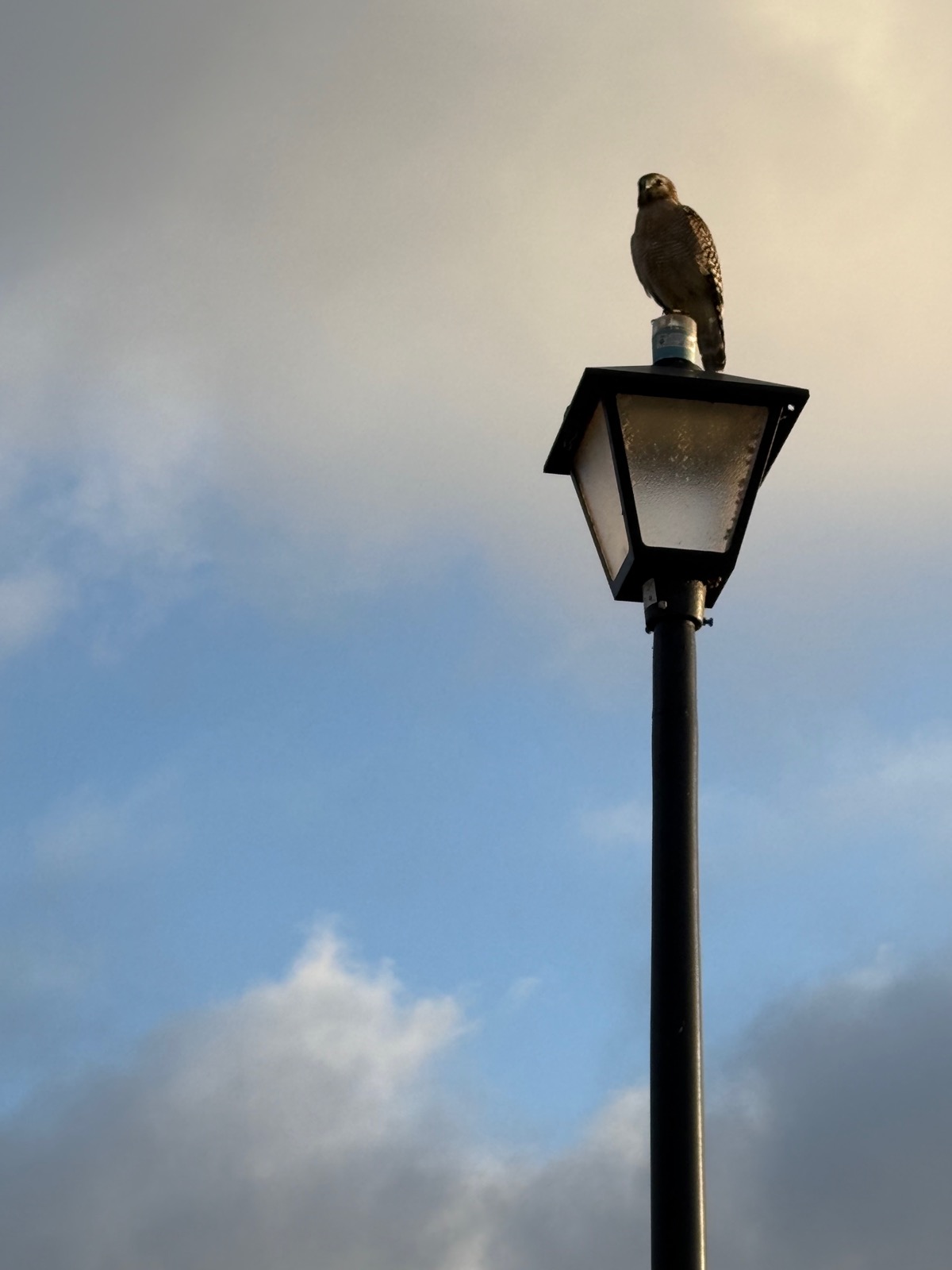 Photo of a (red shouldered?) hawk perched on a street lamp against clouds in a blue sky.