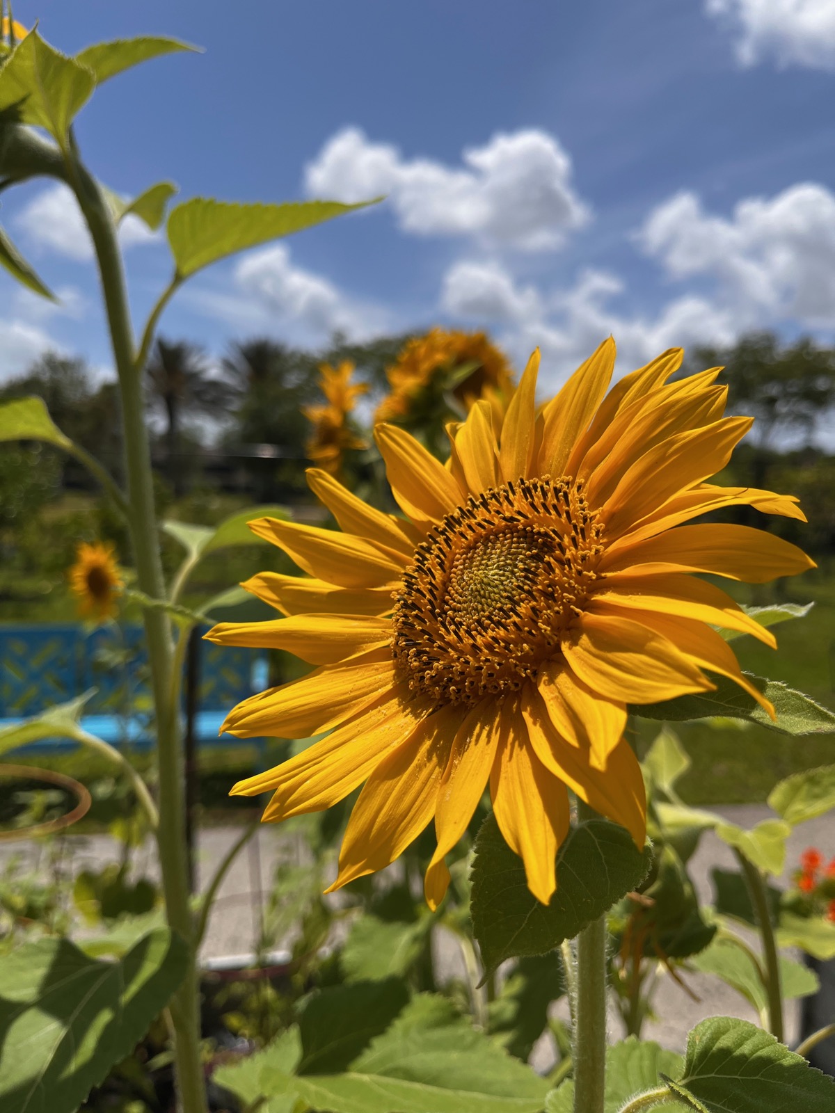 Closeup of a sunflower 