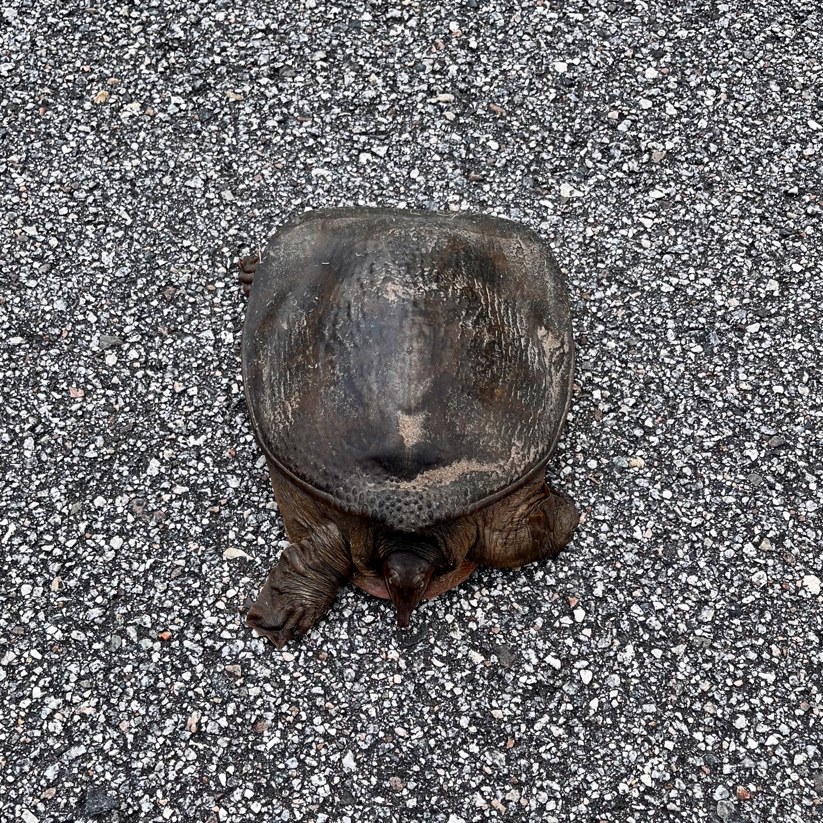 Florida soft-shelled turtle on asphalt