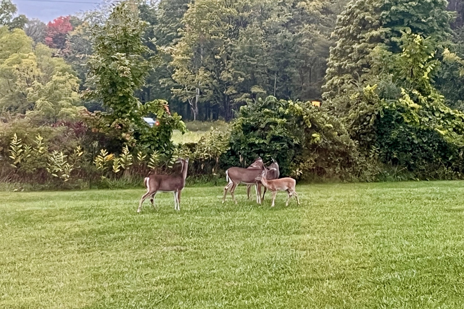 Several white tailed deer in the yard.