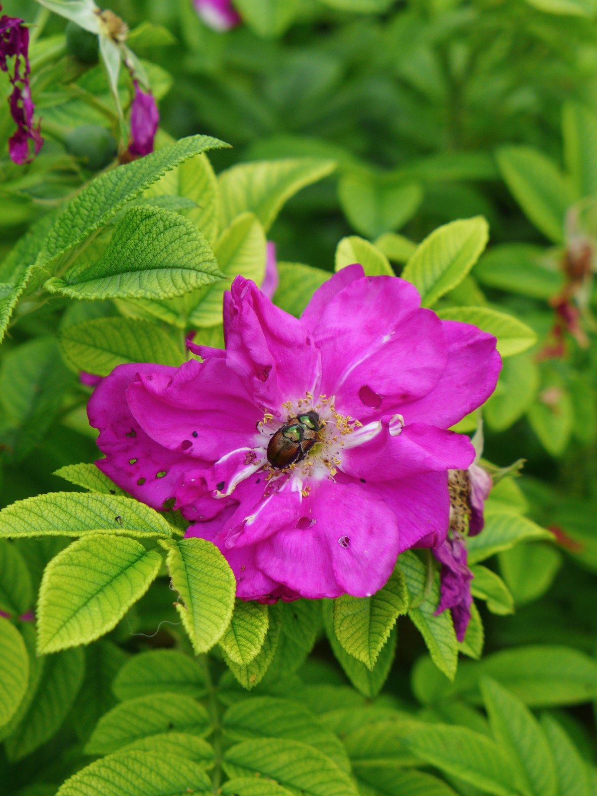 Two Japanese beetles in a flower