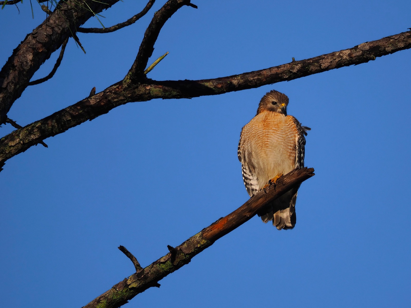 Red-shouldered hawk perched on a dead limb looking down and to its left