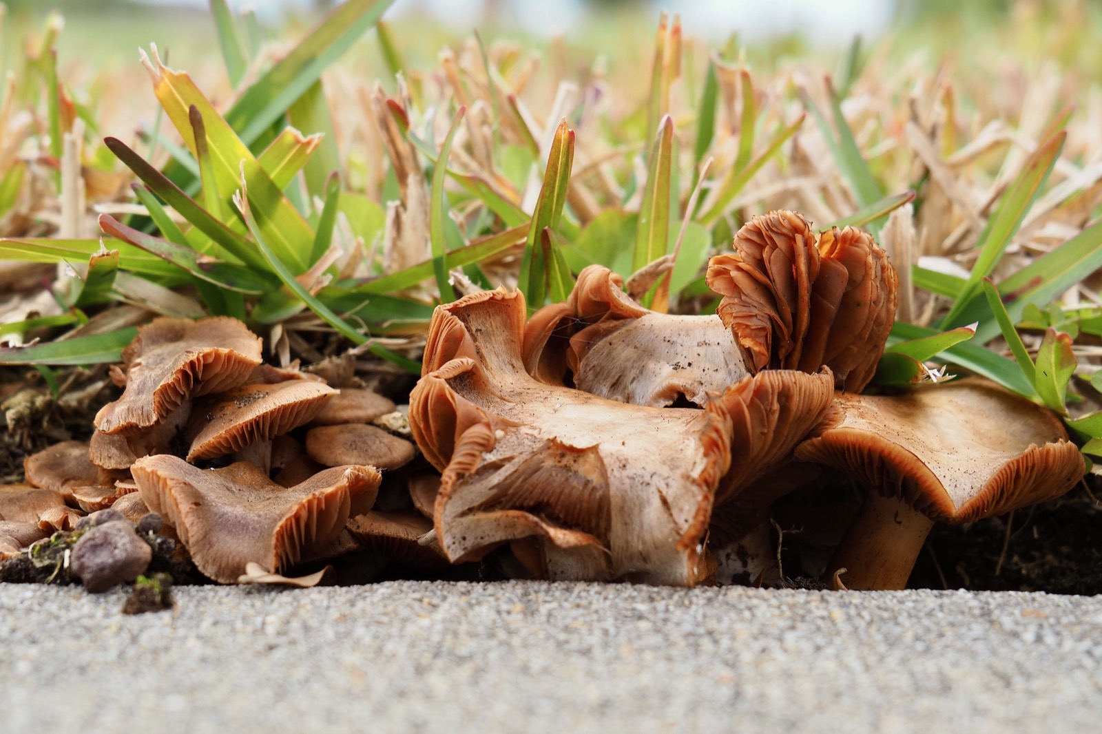 A fungus grows along the margin between the concrete sidewalk and the lawn