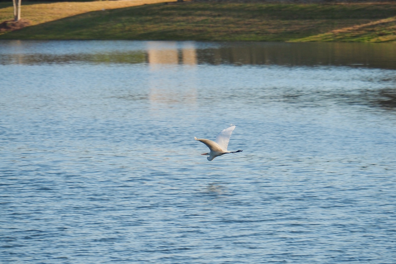 Great egret flying low of a retention pond in a suburban landscape with what may be a large fish in its crop.