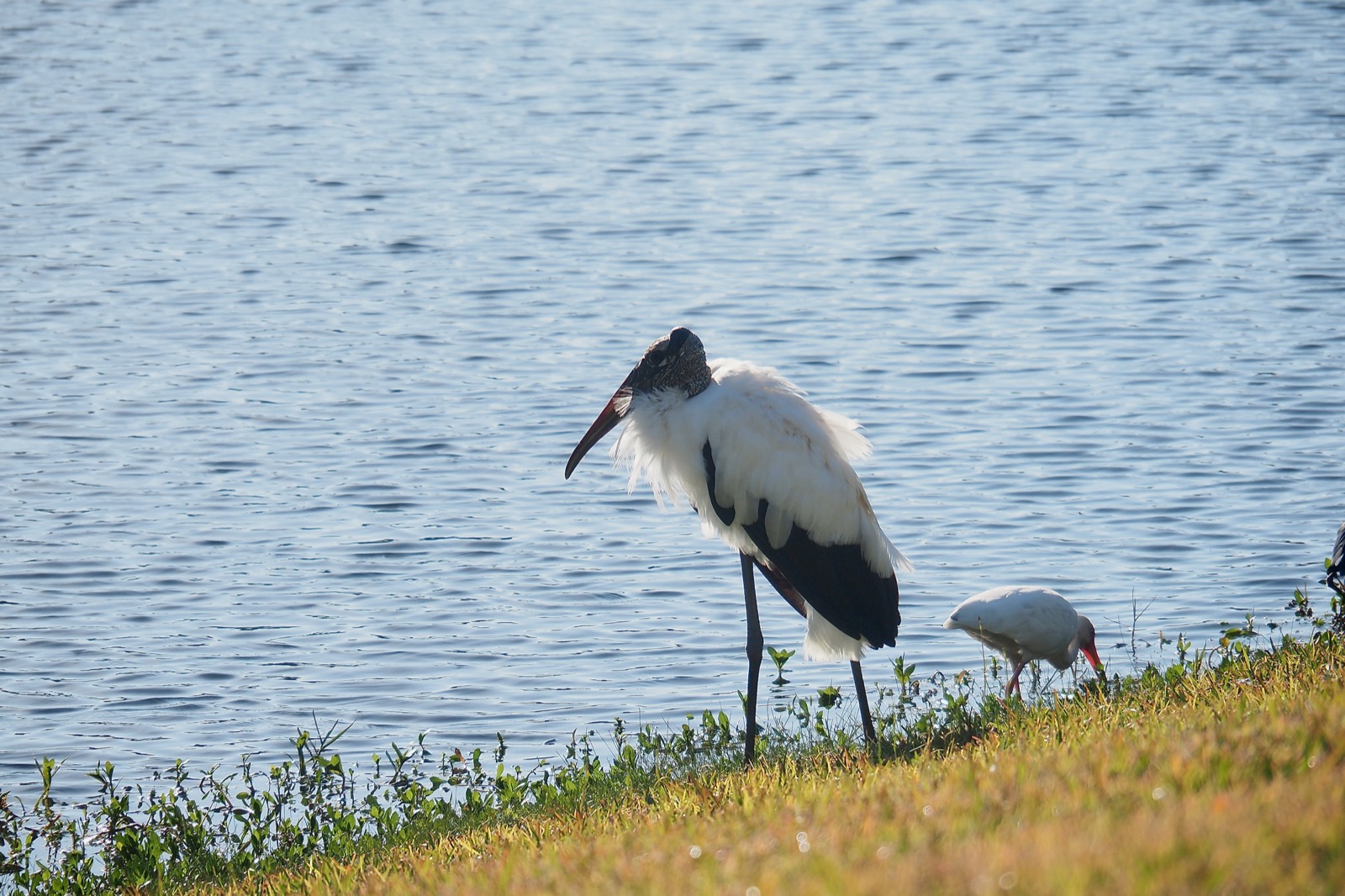 Semi-backlit wood stork standing by the edge of a retention pond.