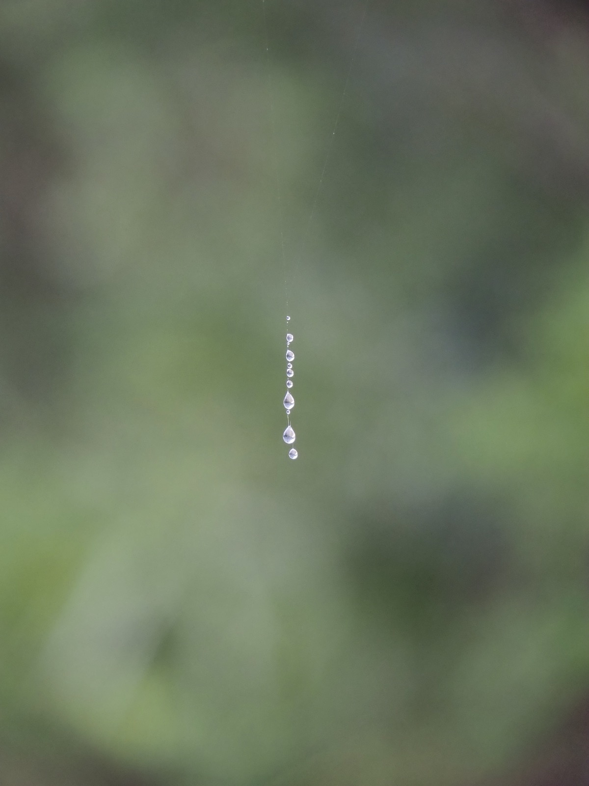 Water droplets clinging to a bit of vertical spider web
