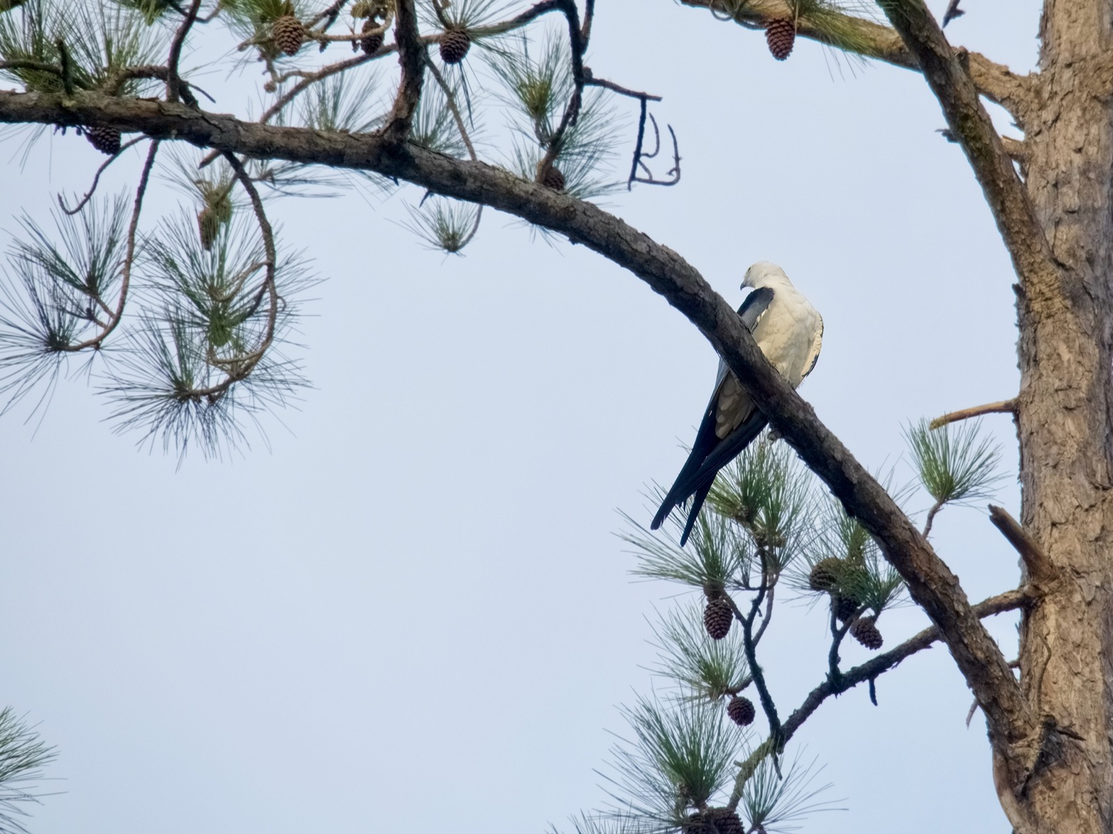 Not bird lens, per se, but what I had. I don't see these often. A swallow-tail kite perched in a pine tree.