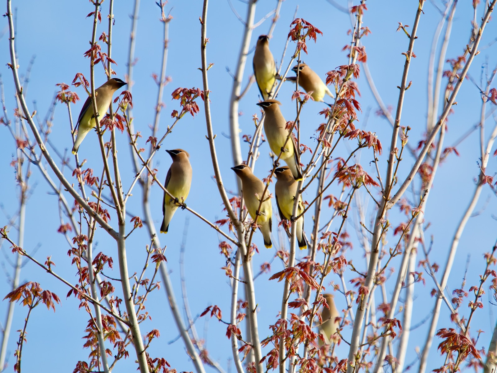 Small number of cedar waxwings perched in a tree