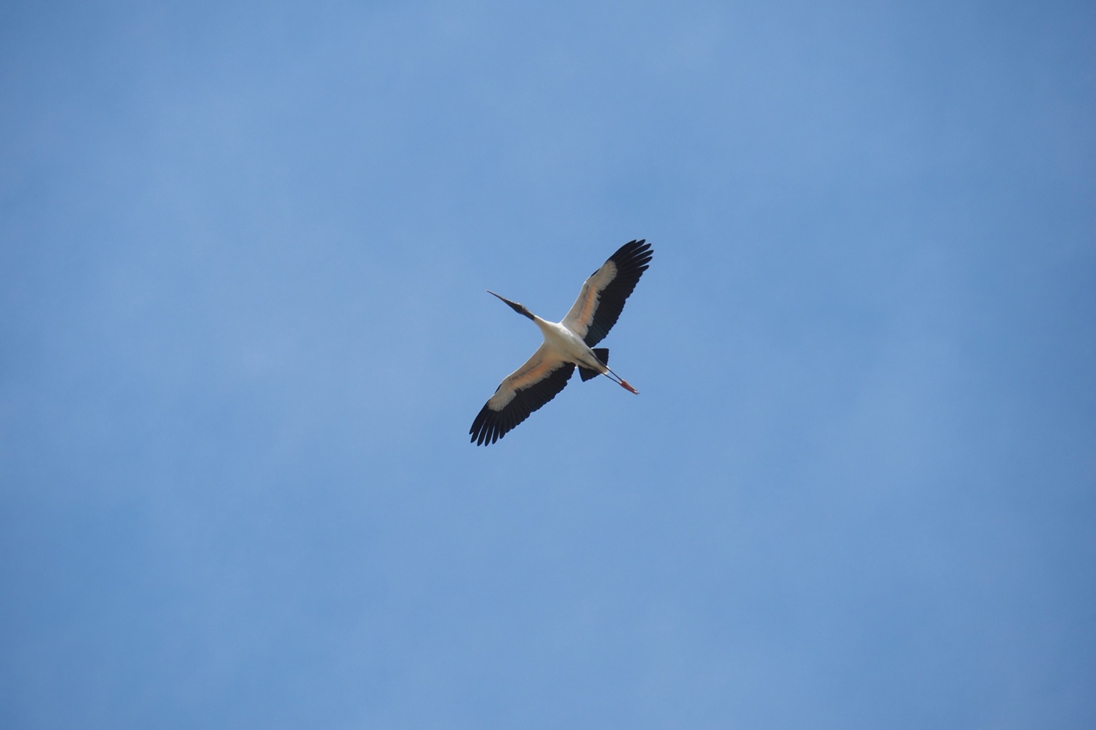 Wood Stork enjoying some afternoon thermals
