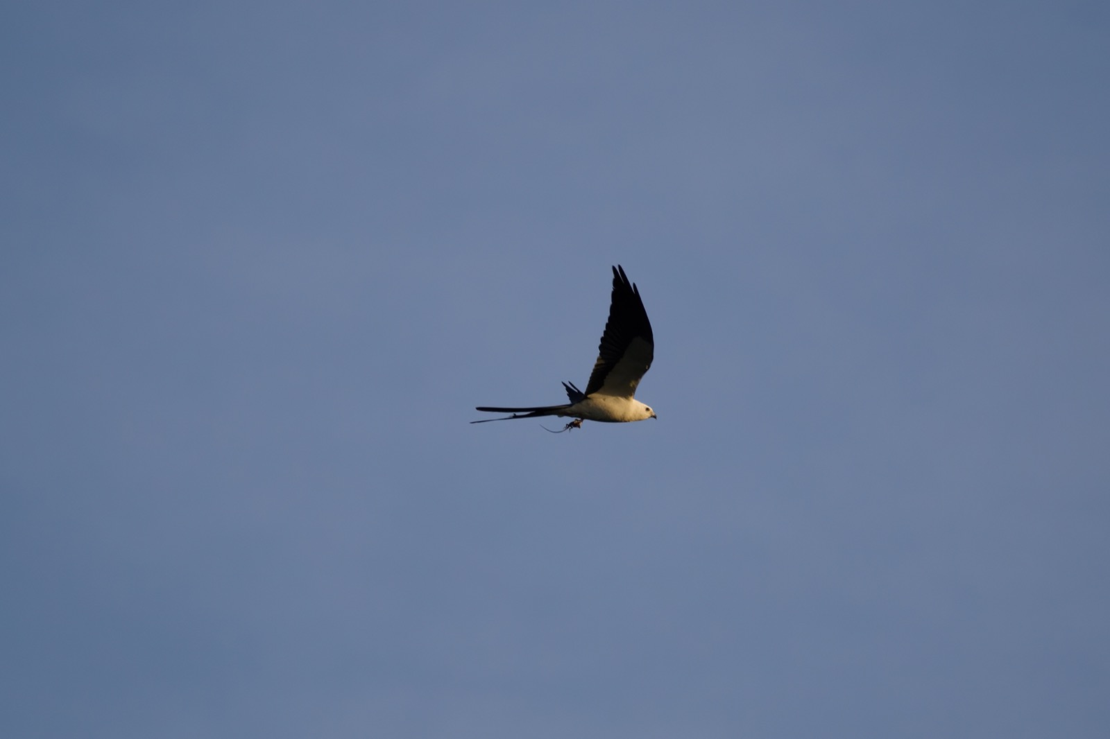 The OM-1 with the 75-300mm. Swallow-tailed kite with a lizard in its talons