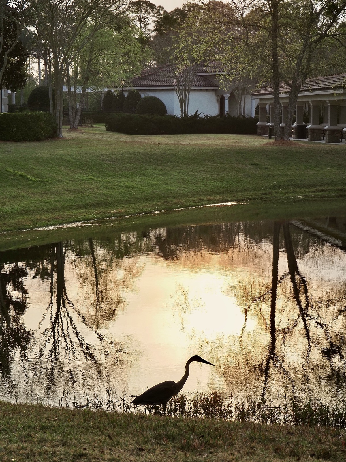 Great blue heron silhouetted against the morning sun's reflection in a retention pond