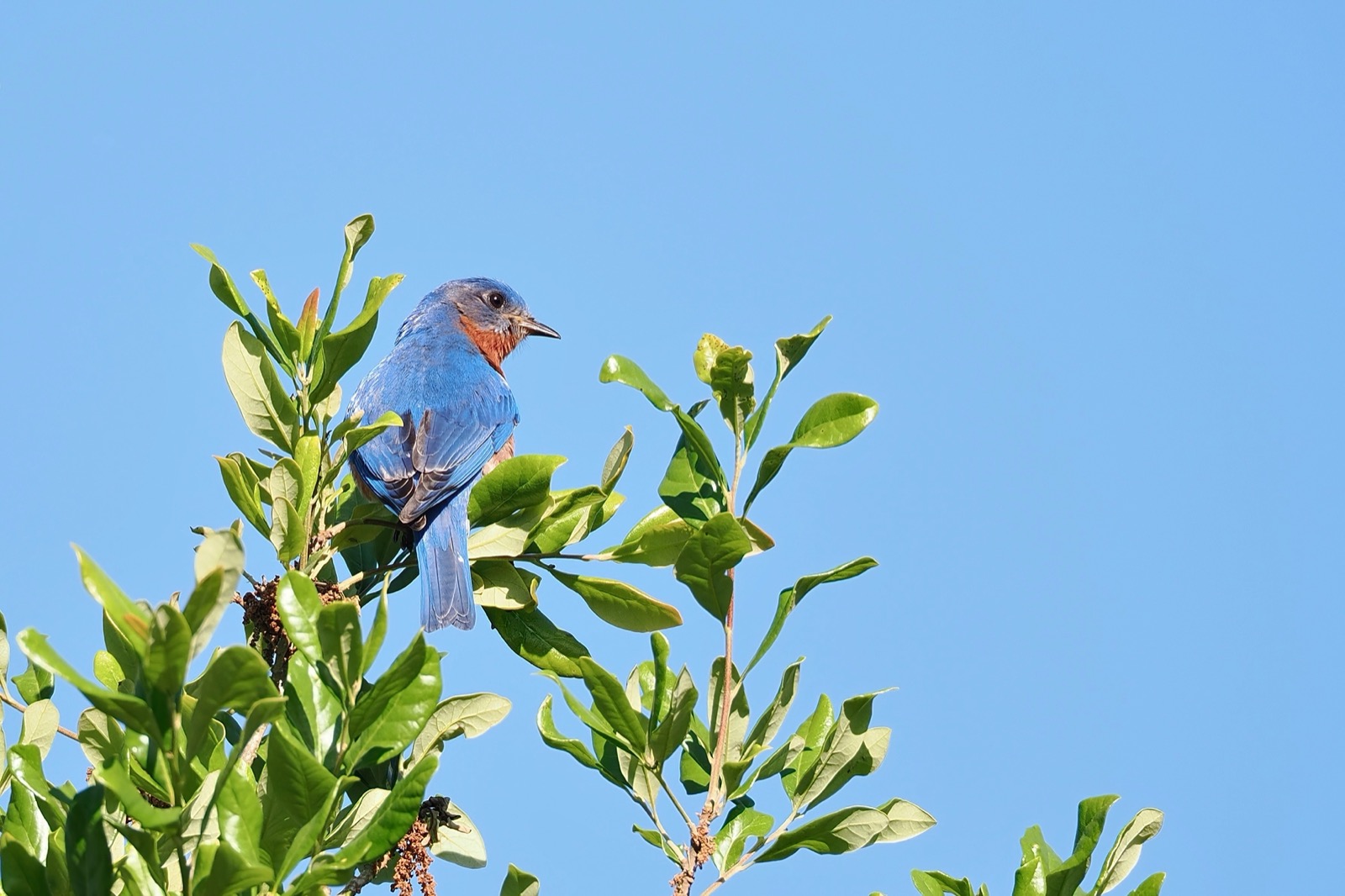 Closeup of a very bluebird perched in the top of a tree agains a blue sky