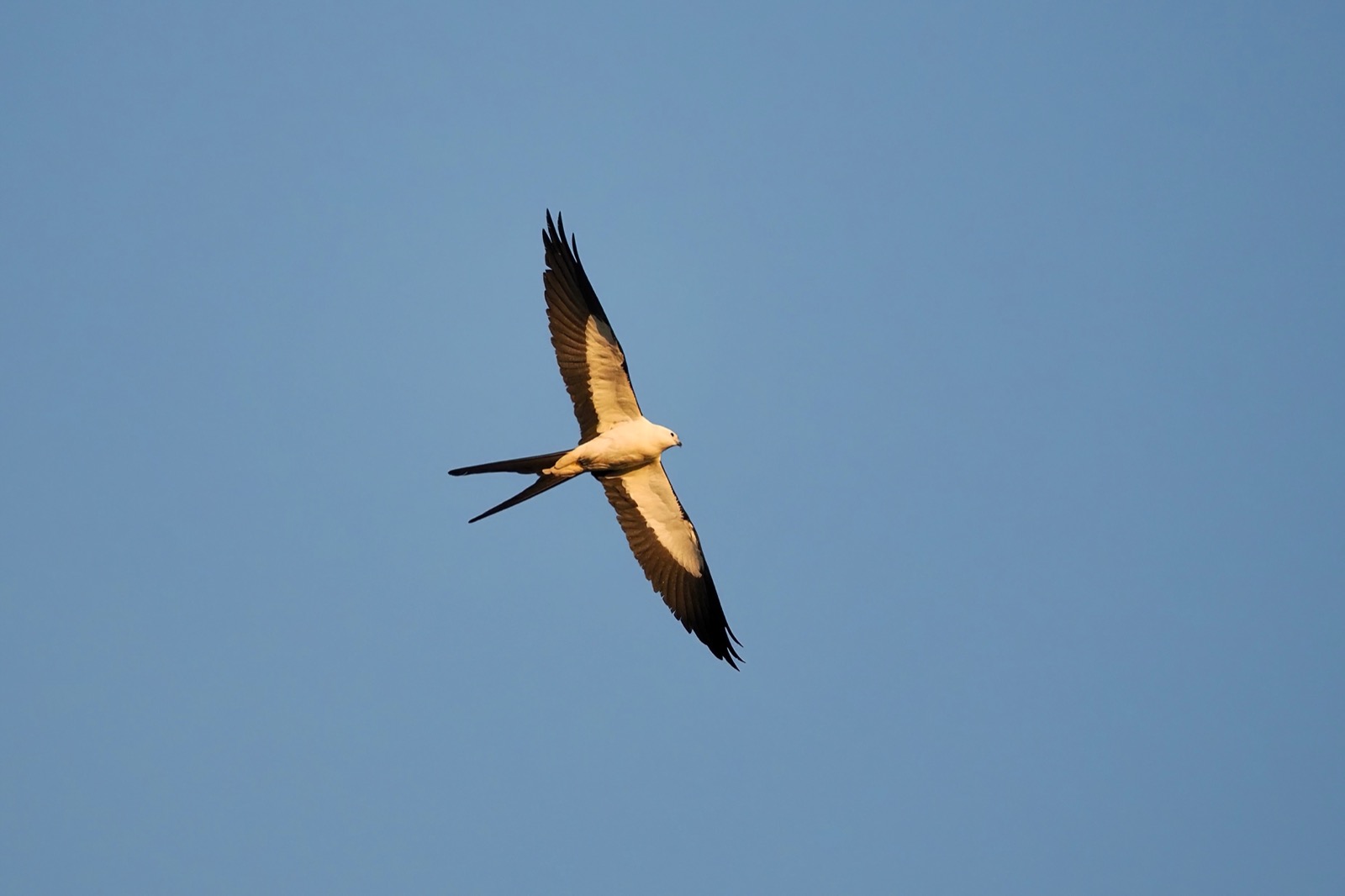 Closeup of a swallow tail kite in flight with wings spread illuminated from beneath.