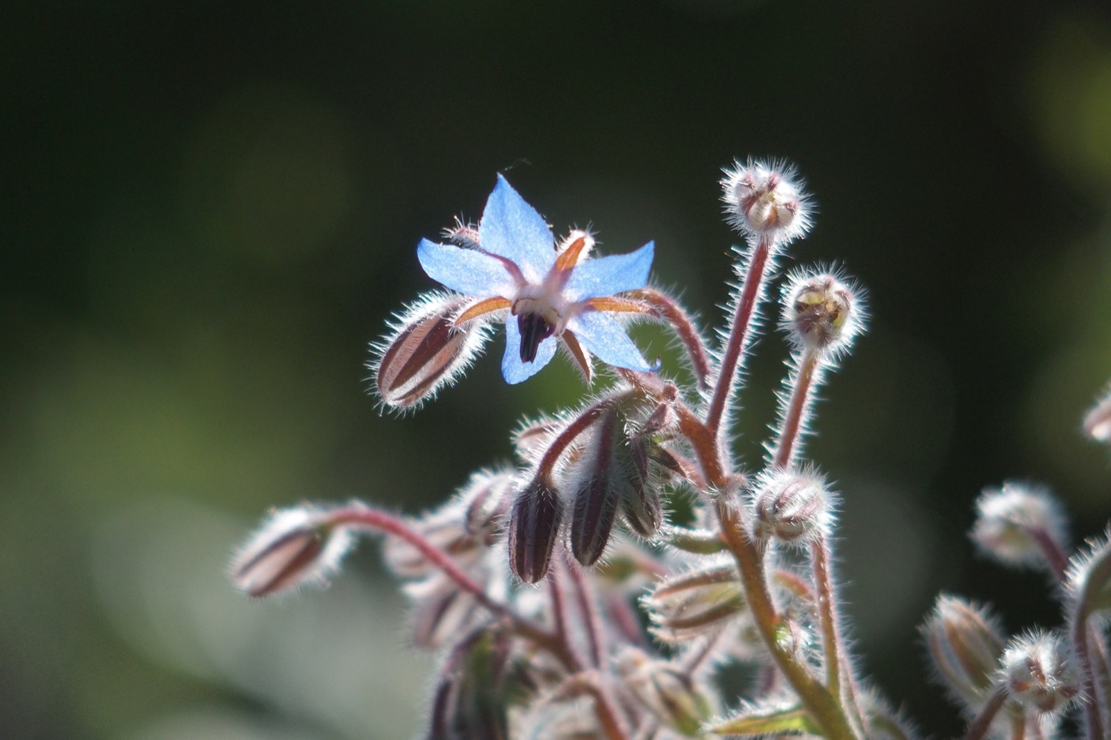 Closeup of a blue flow blossom with several closed buds surrounding it with hairs on the stems. Backlit.