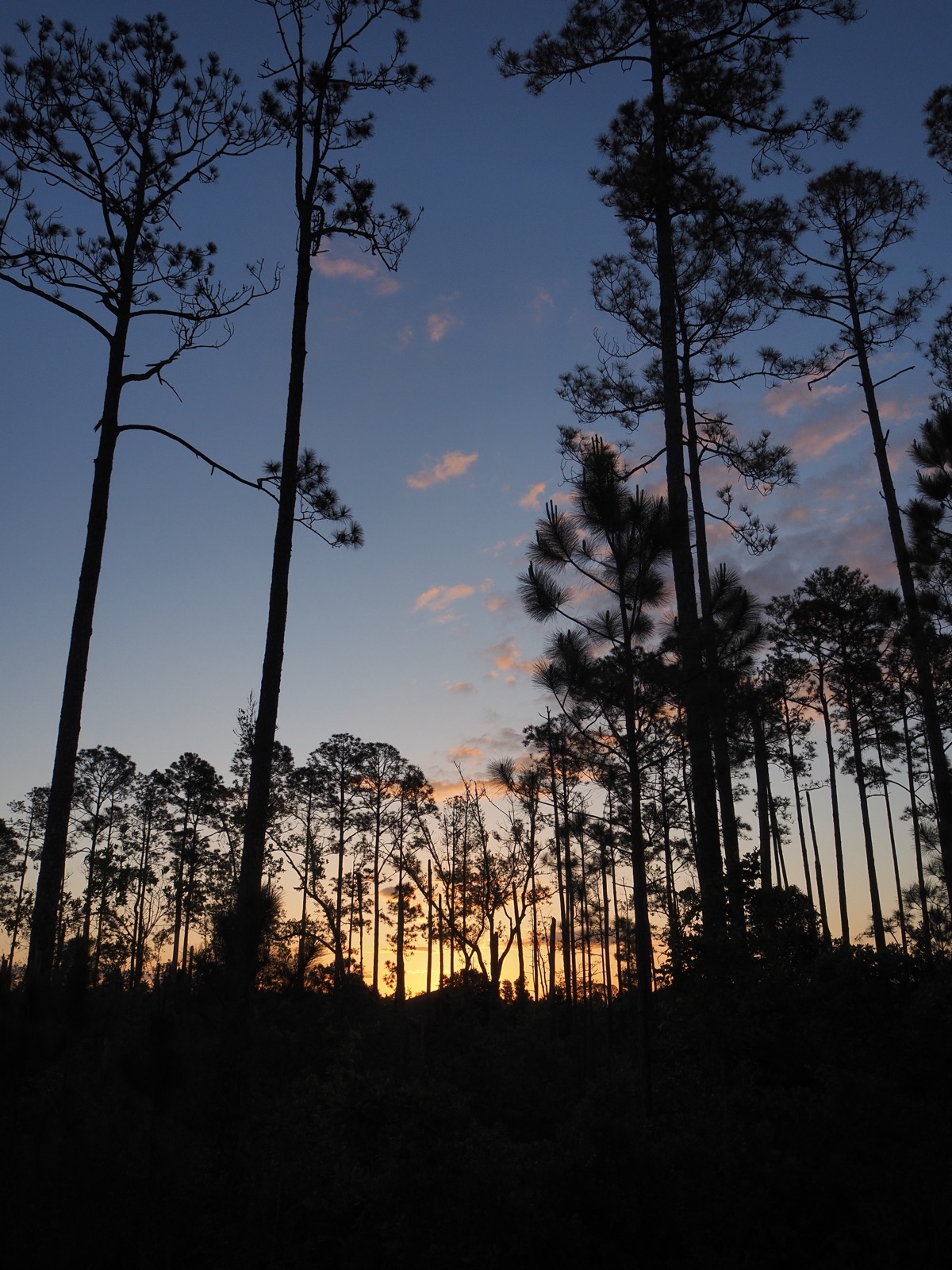 Silhouettes of pines against the morning twilight sky.