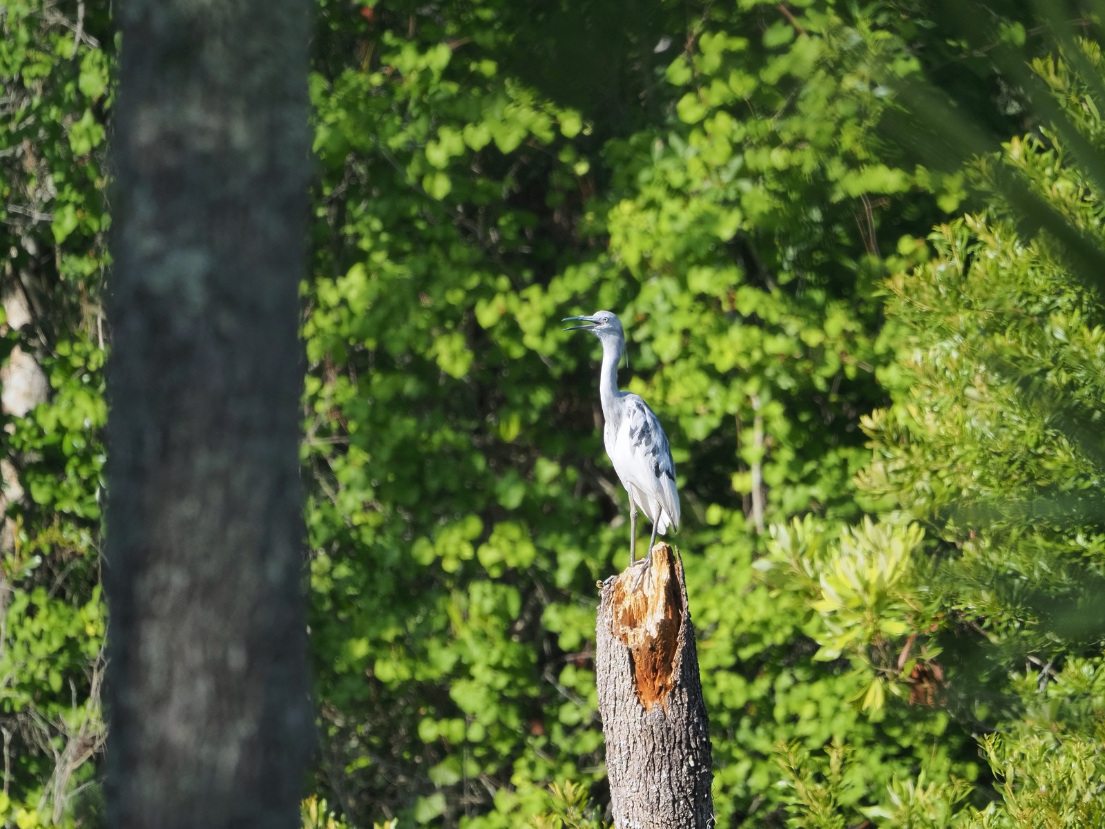 Little blue heron perched on the broken end of a tree trunk