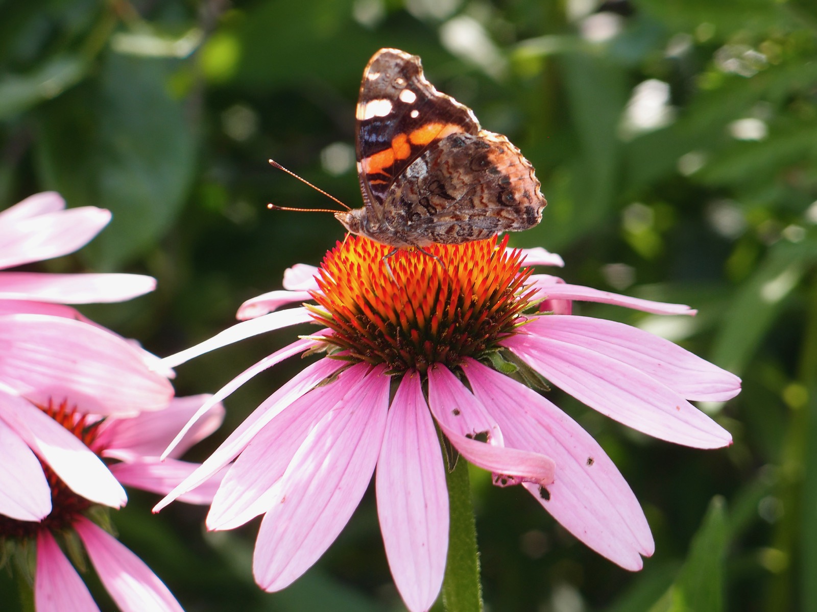 Closeup, not macro, photo of a medium sized butterfly perched on a flower