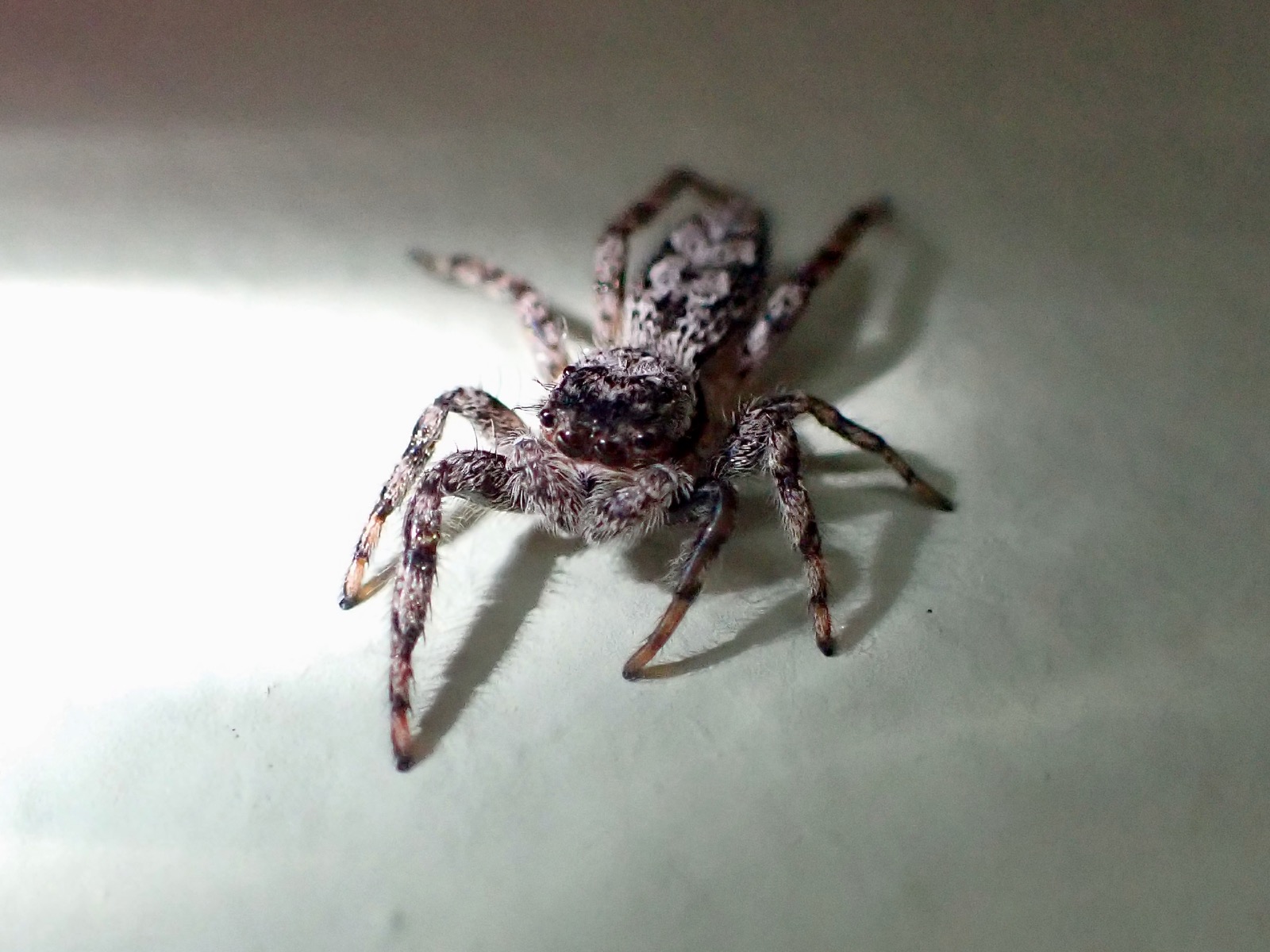 Closeup photo of a common jumping spider