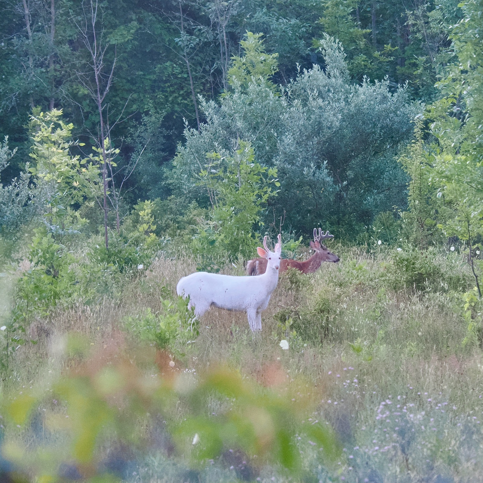 Photo of two white tail deer, one all white, the other brown. Both bucks. The white one isn't an albino. It doesn't carry the gene for brown hair.