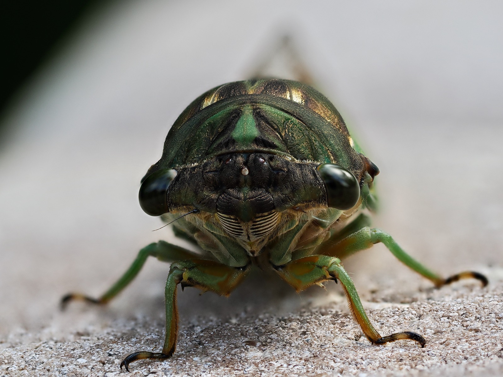 Frontal closeup image of a cicada. Very creepy.