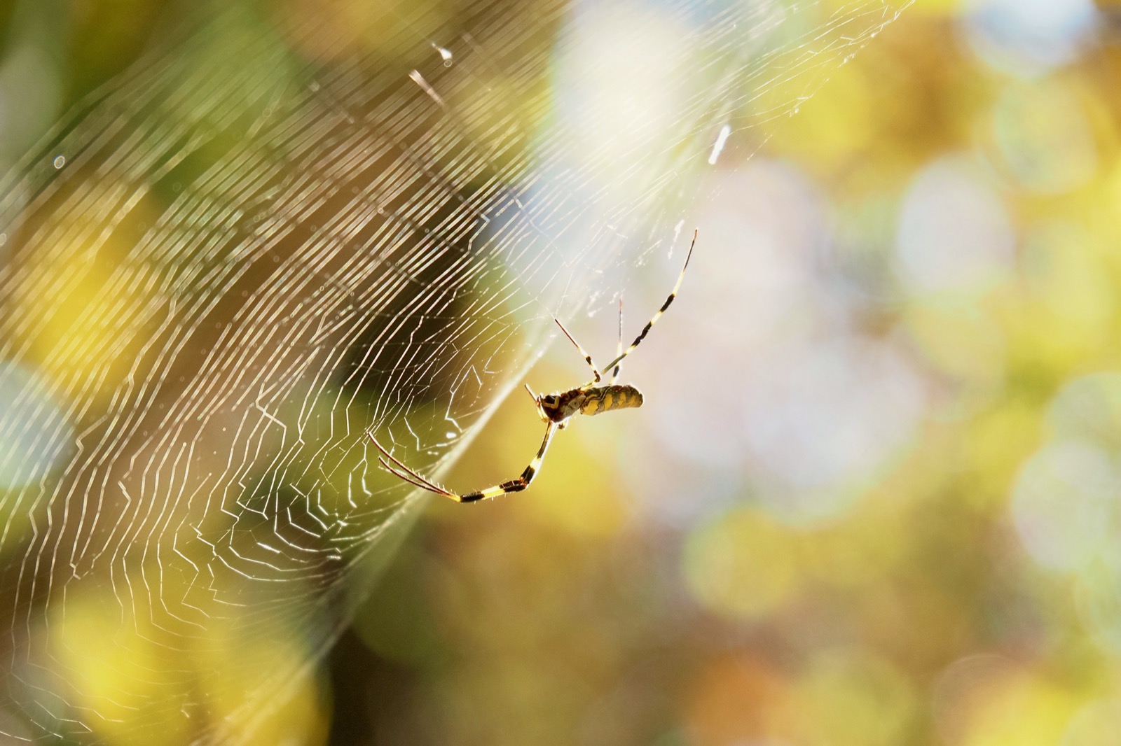 Profile view of a Juro spider on its web