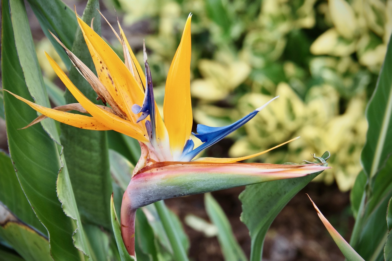 Telephoto closeup of a Bird of Paradise blossom, named so because of its resemblance to the head of a bird.