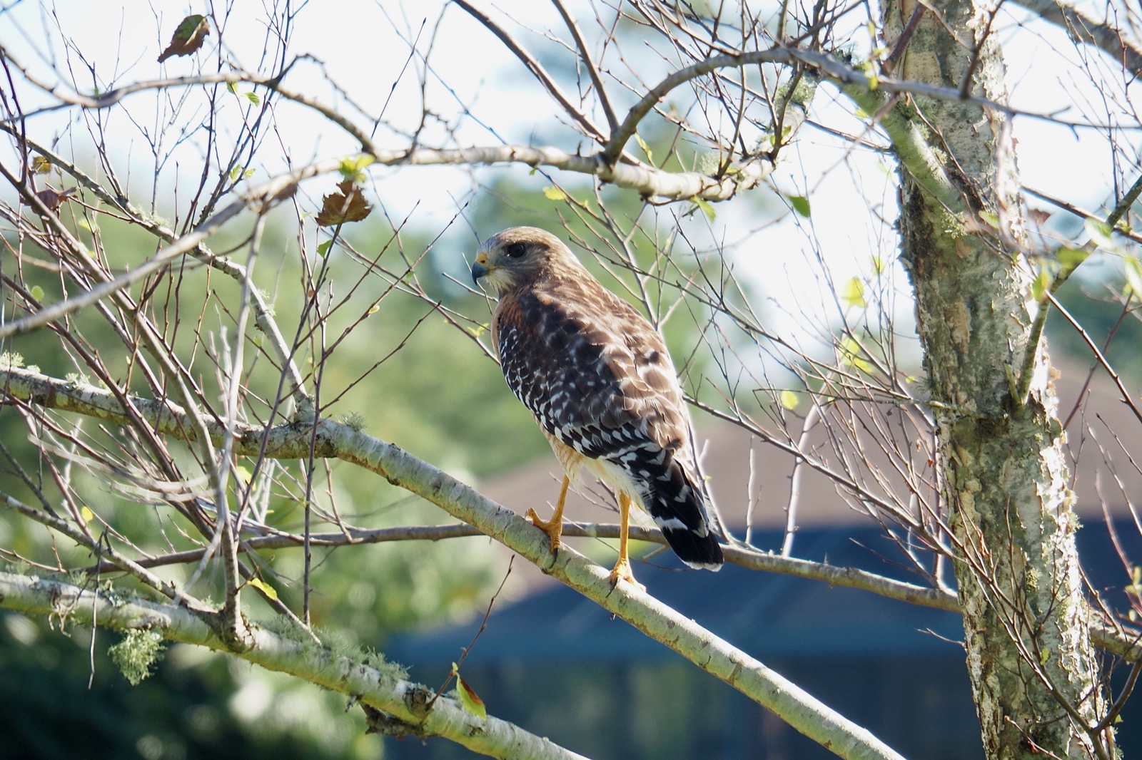 Telephoto (near) closeup of a Red-Shouldered Hawk perched in a river birch tree.