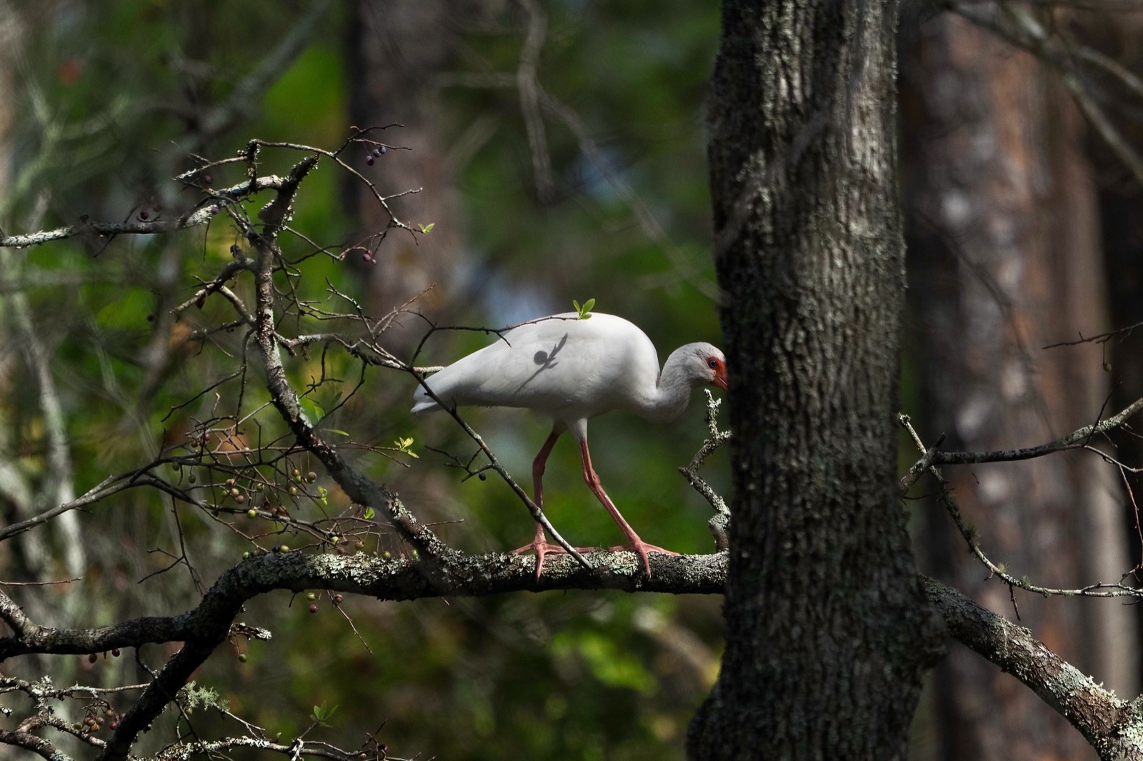 American white ibis perched on a limb, bill obscured by a tree trunk in the foreground.