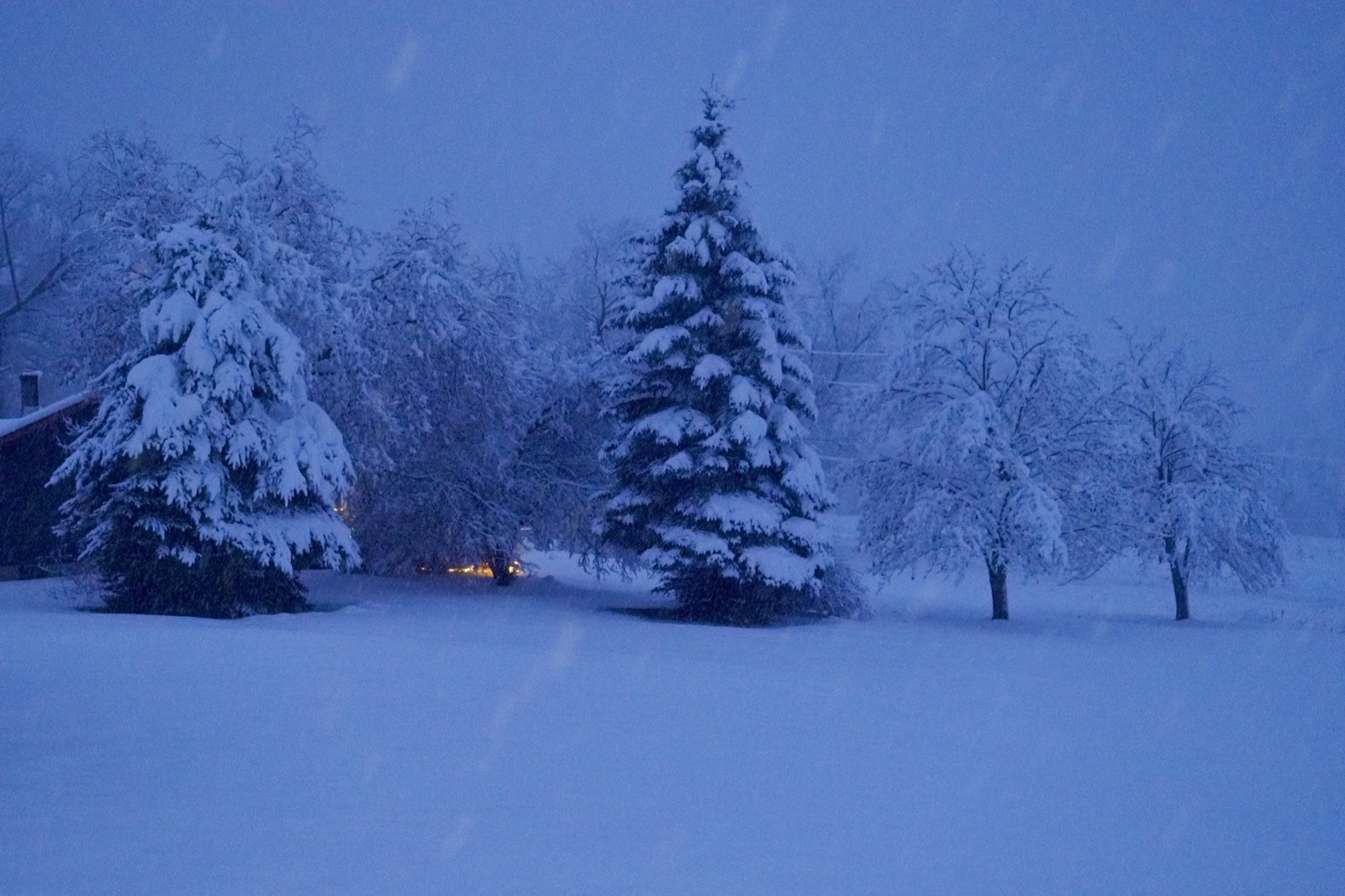 Cloudy morning twilight shot of two snow covered pines and falling snow