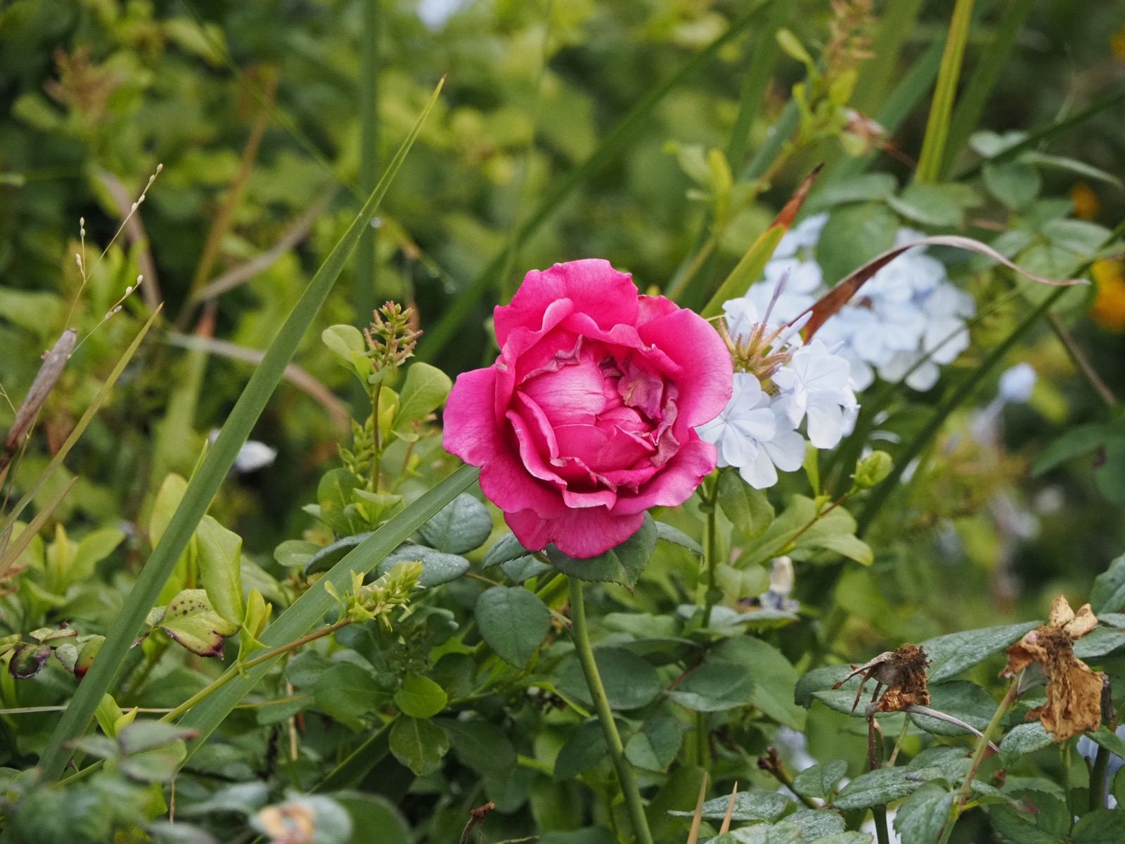 Telephoto closeup image of a rose blossom against a background of other greenery.