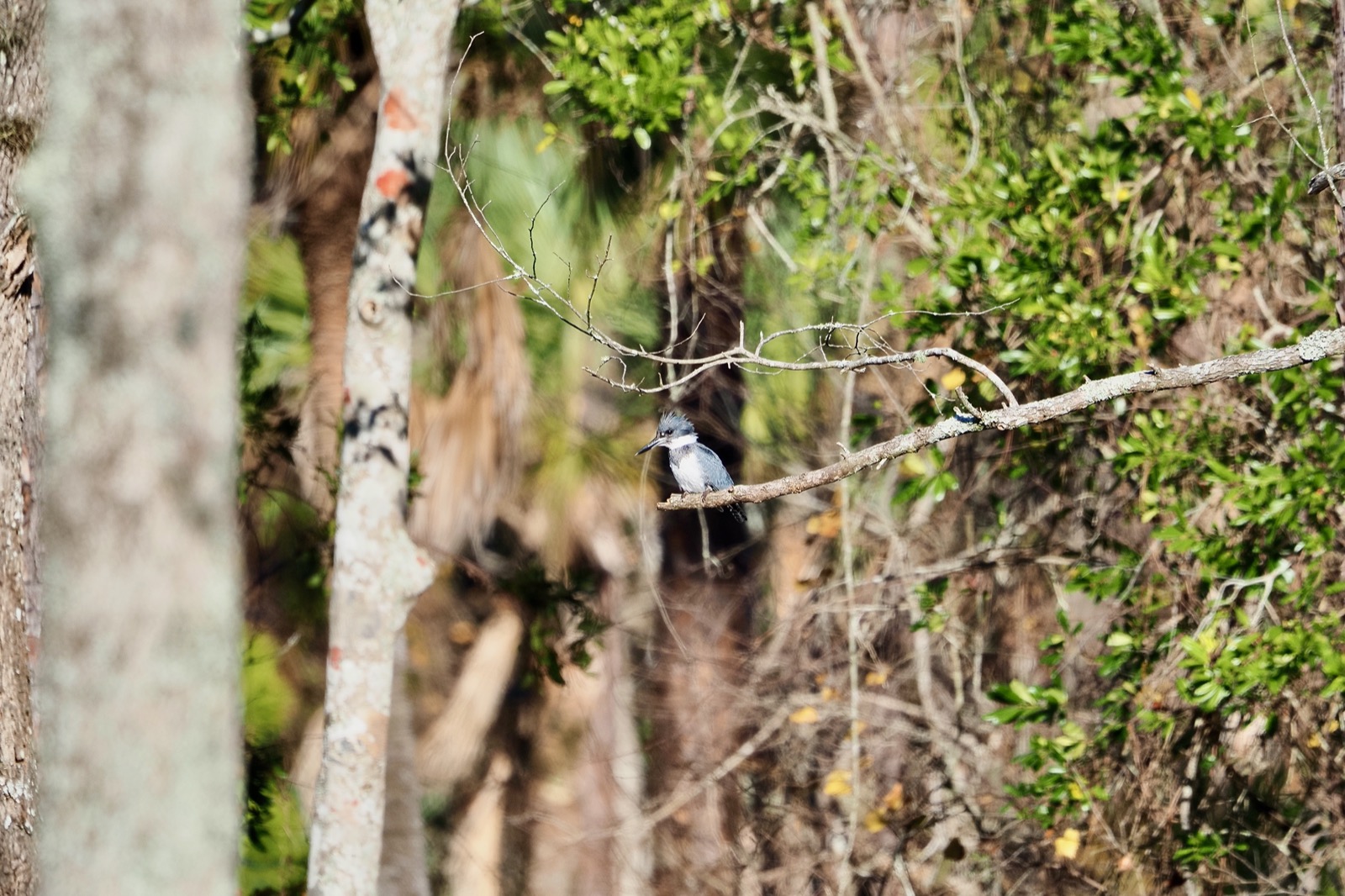 Telephoto image of a belted kingfisher perched on a dead limb against a busy background 