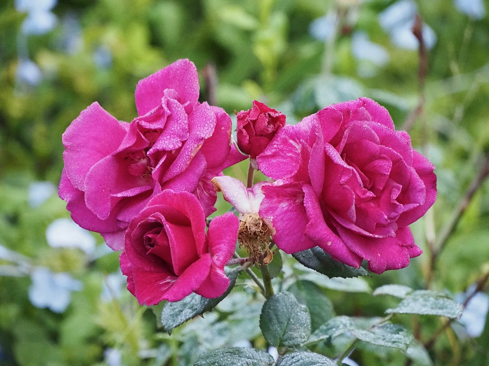 Image of four rose blossoms clustered together and covered in dew-drops from condensing fog