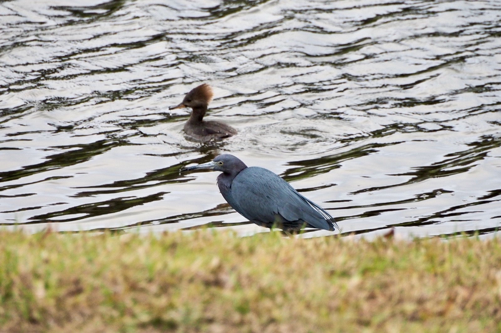 Little blue heron wading near in a pond with a hooded merganser behind it.