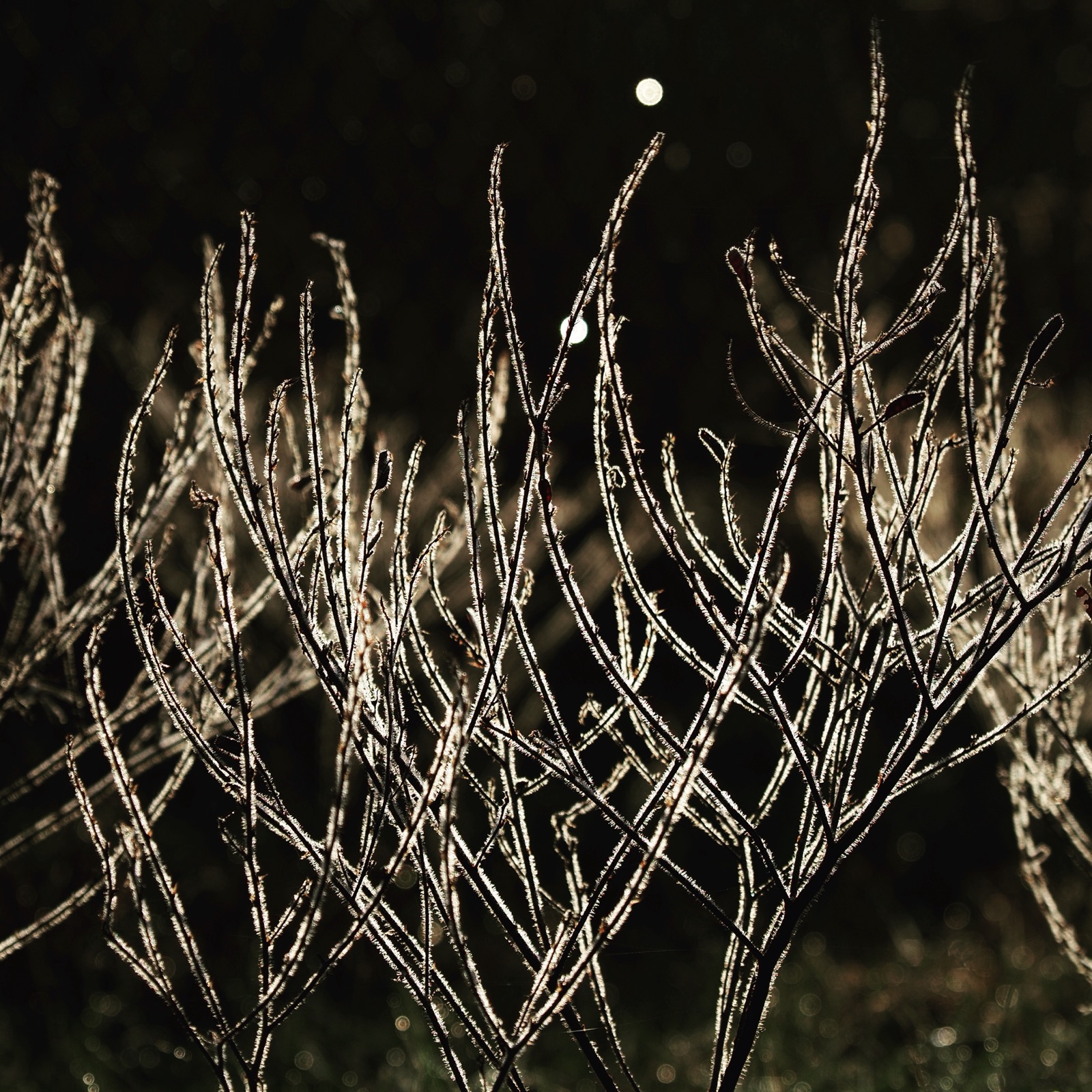 Closeup image of a backlight plant with glowing 