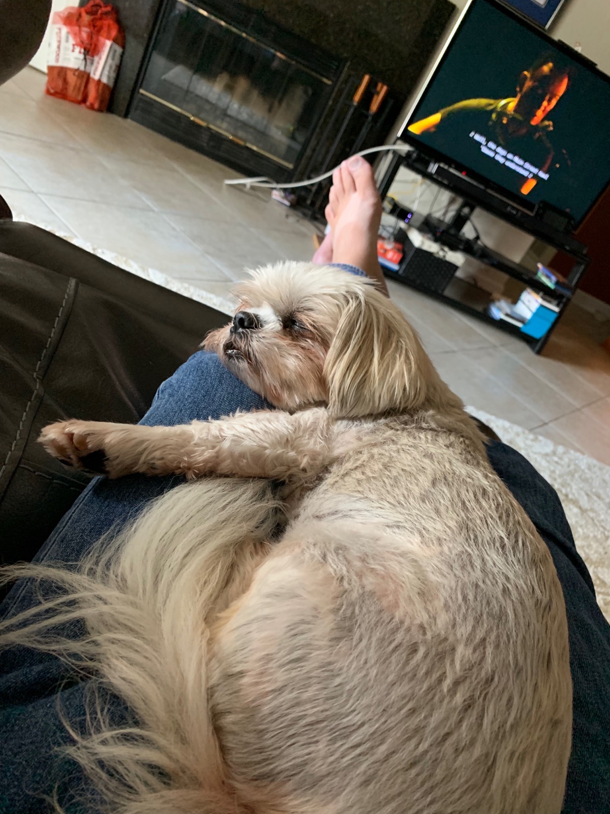 Schatzi, our late Shitzu, lying on my legs in the recliner. Bruce Sprinsteen is on the TV screen in the background.