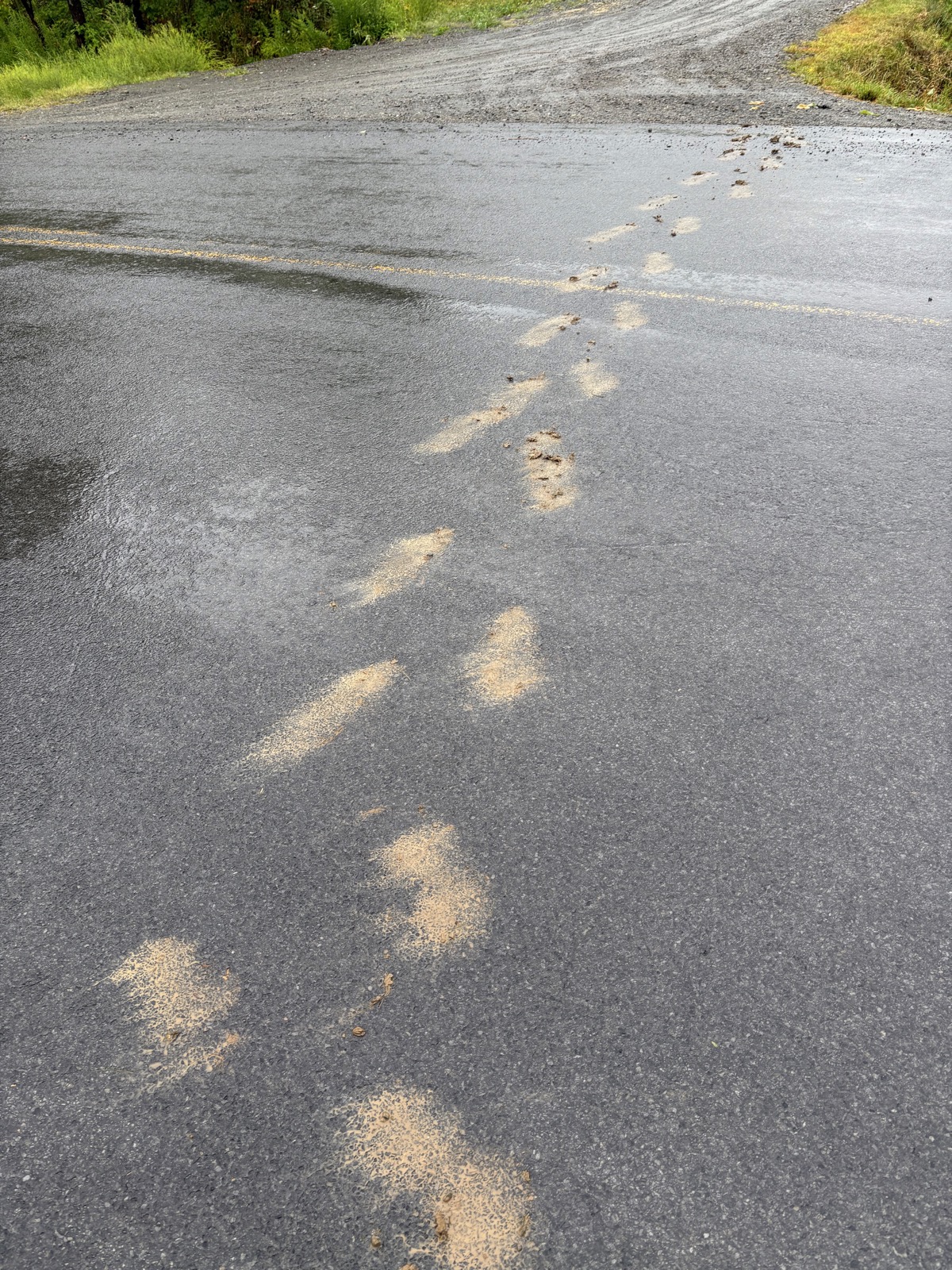 Footprints made from mud across wet asphalt 