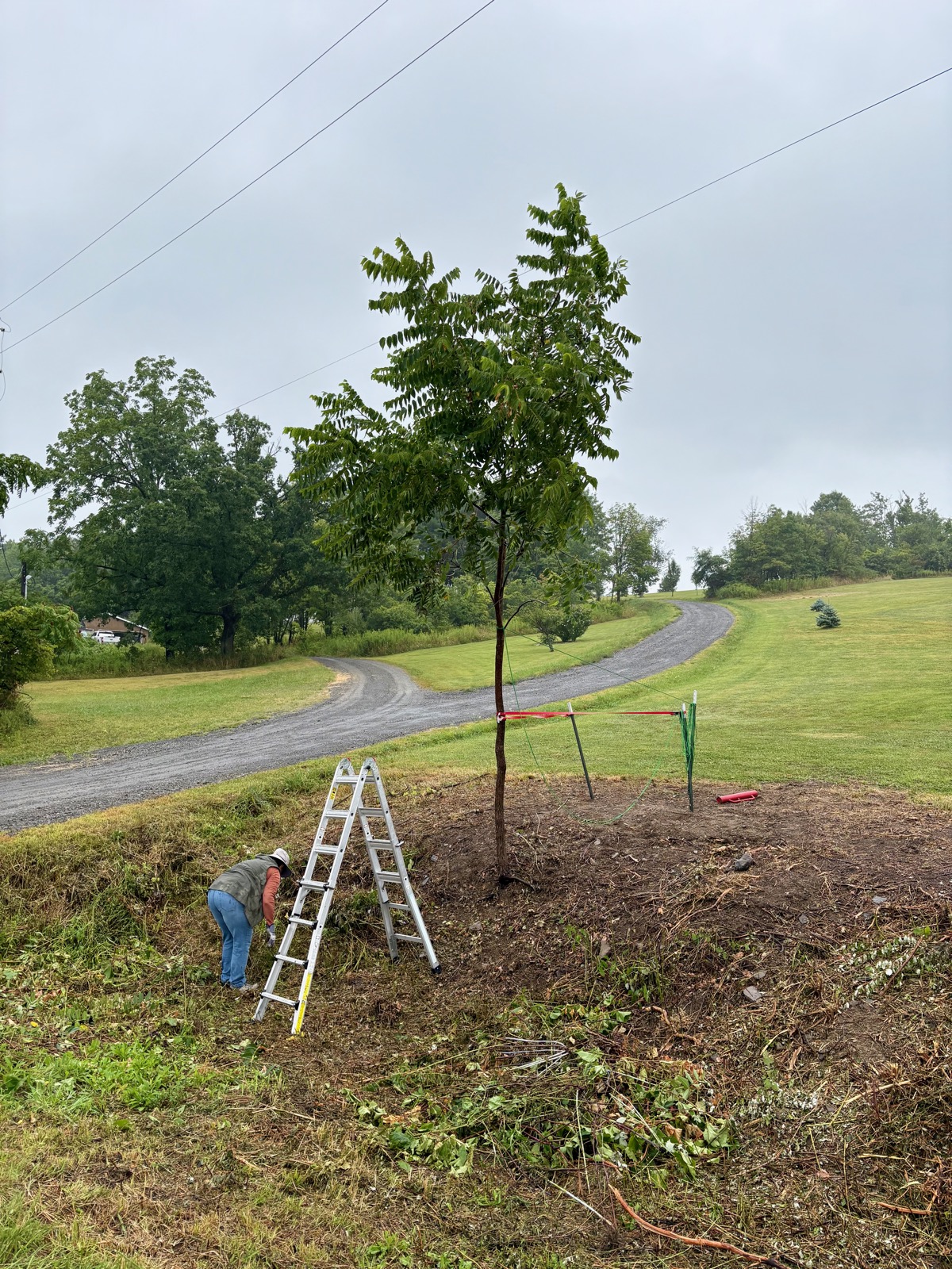 Black walnut tree being supported by ratchet straps and t-posts on the edge of a roadside swale